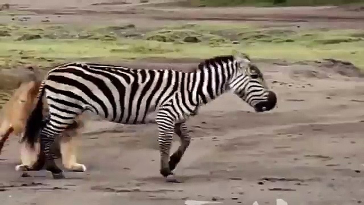 Lions Attack Buffalo - Lion Kills Baby Buffalo Calf - Animal Attacks