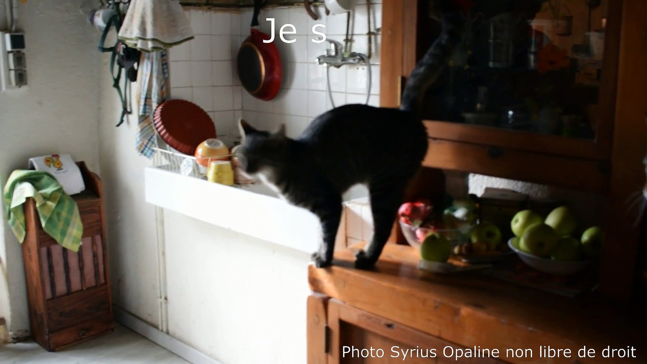 Je suis ton maître !!! Chat.