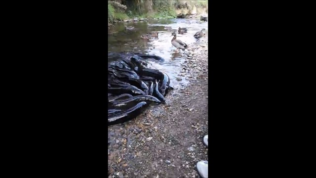 Des dizaines d'anguilles veulent le même morceau de pain