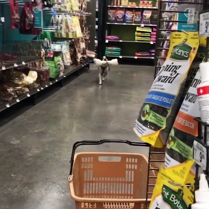 Quand ton chien est un petit voleur! Trop marrant