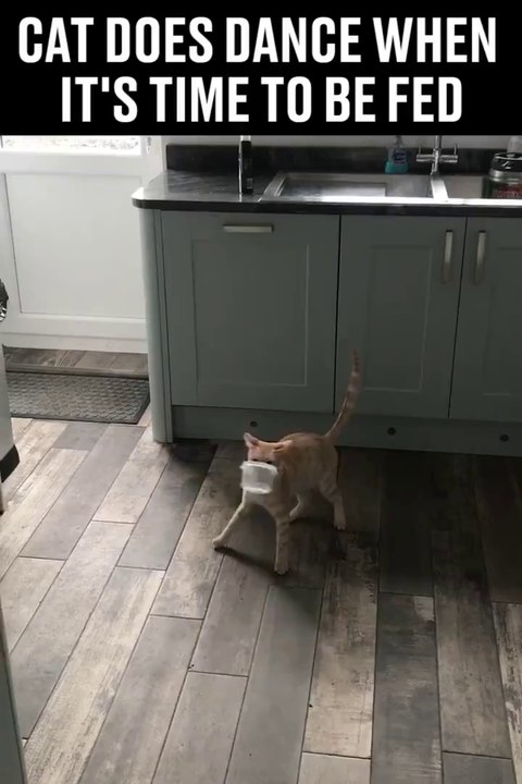 Quand ton chat se met à danser... Tellement bizarre le minou