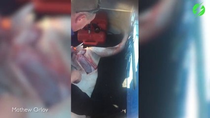 Download Video: Ce pécheur fait une césarienne à un requin mort pour sauver ses bébés piégés dans son ventre