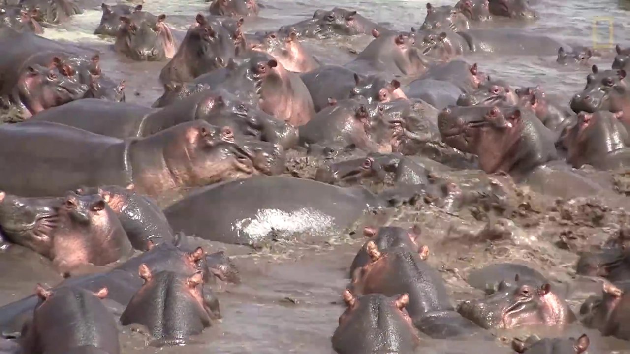 Ce pauvre crocodile se retrouve au milieu de dizaines d'hippopotames et va passer un sale quart d'heure