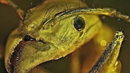 Romantic Entomology Words for Valentine’s Day 🐜