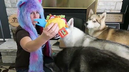 HUSKY LOVES FISH TACO | BarkBox UnBoxing with the Snow Dogs