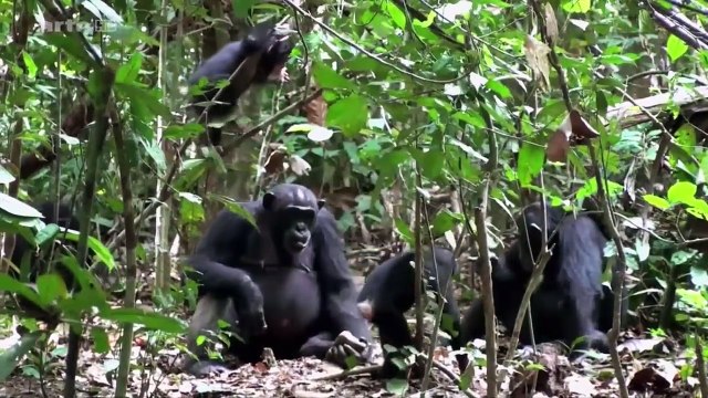 Ethologie ce que ressentent les animaux
