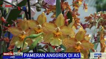 Pameran Anggrek Pukau Pengunjung Washington DC