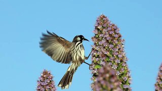 Wildlife Photography Tips. Birds!