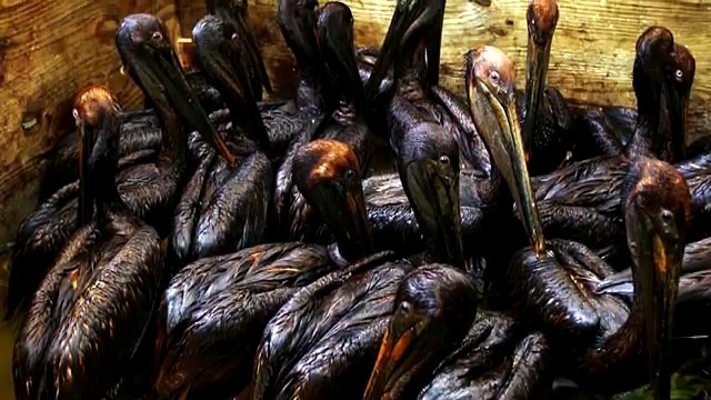 Крупнейшие экологические катастрофы