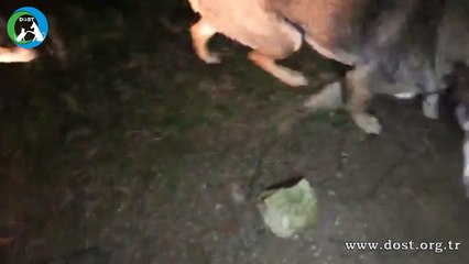 Sokak Hayvanları Beslemesi - Dost Derneği