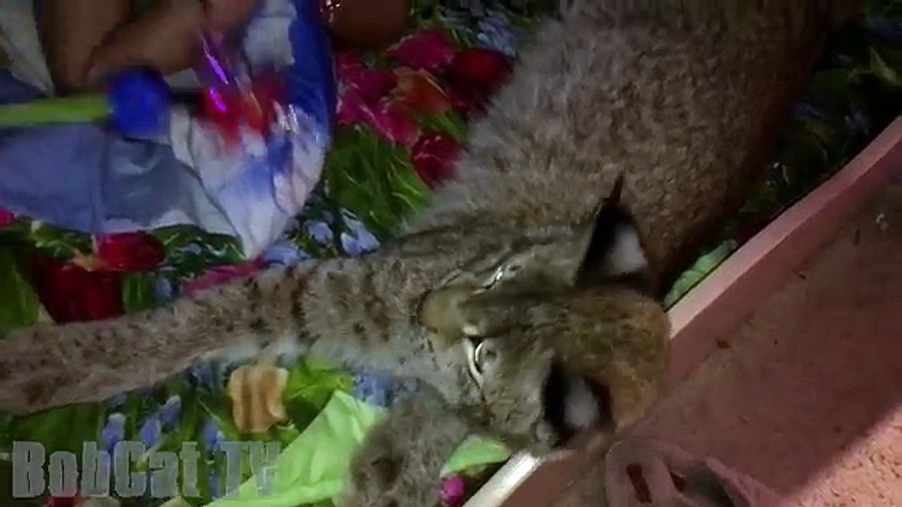 НОВОГОДНЯЯ НОЧЬ С ДИКОЙ КОШКОЙ! Новая рысь. 24 ЧАСА челлендж.