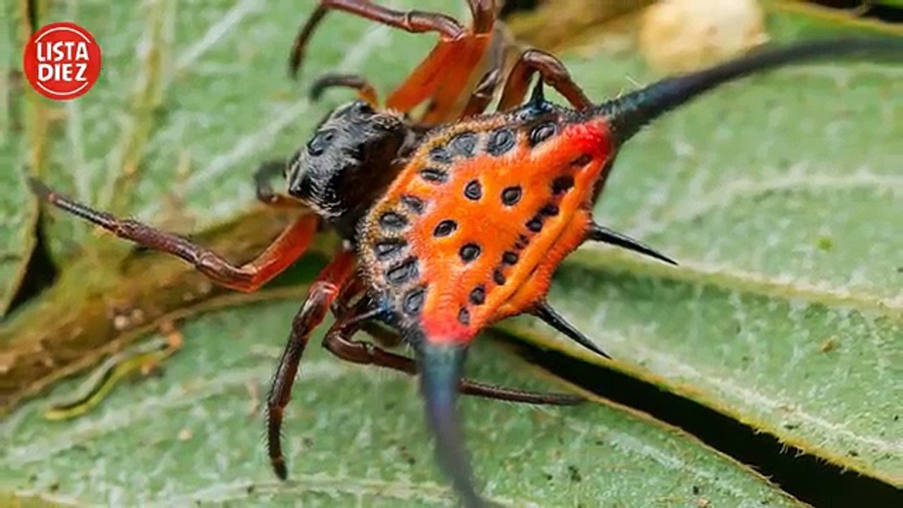 10 Arañas Más Extrañas Que No Sabías Que Existían