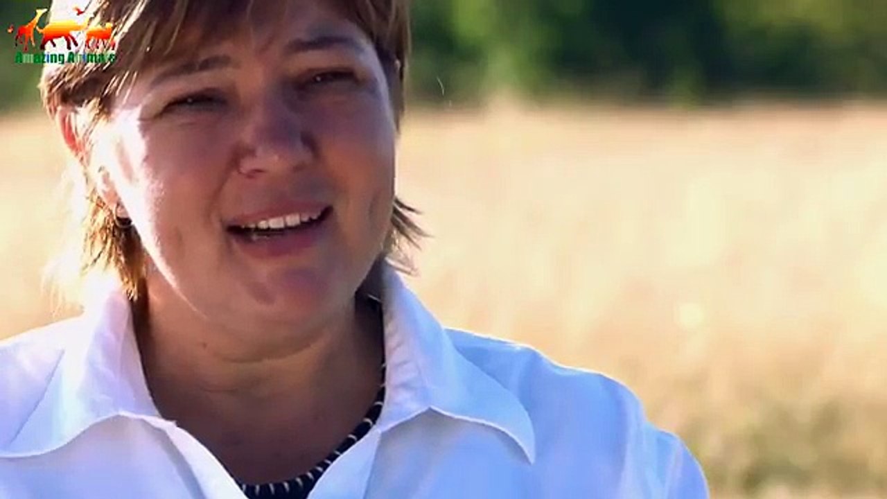 Самое ужасное и жестокое убийство льва. Полная версия FULL HD / Львы жестоко убивают короля прайда