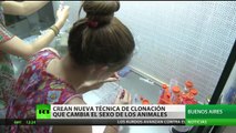Clonar animales cambiándoles el sexo: ¿Avance o manipulación de leyes naturales?