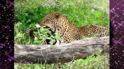 Best Animal Fights  Wild Animals Fight To The Death HD