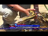 Ular Sanca Kembang yang Muncul di Kereta Api Dipelihara Pencipta Reptil NET24