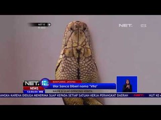 Nasib Ular Viral Yang Pernah Masuk Gerbong Kereta NET12