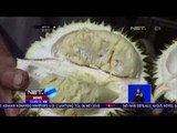 Durian Khas Jombang NET12