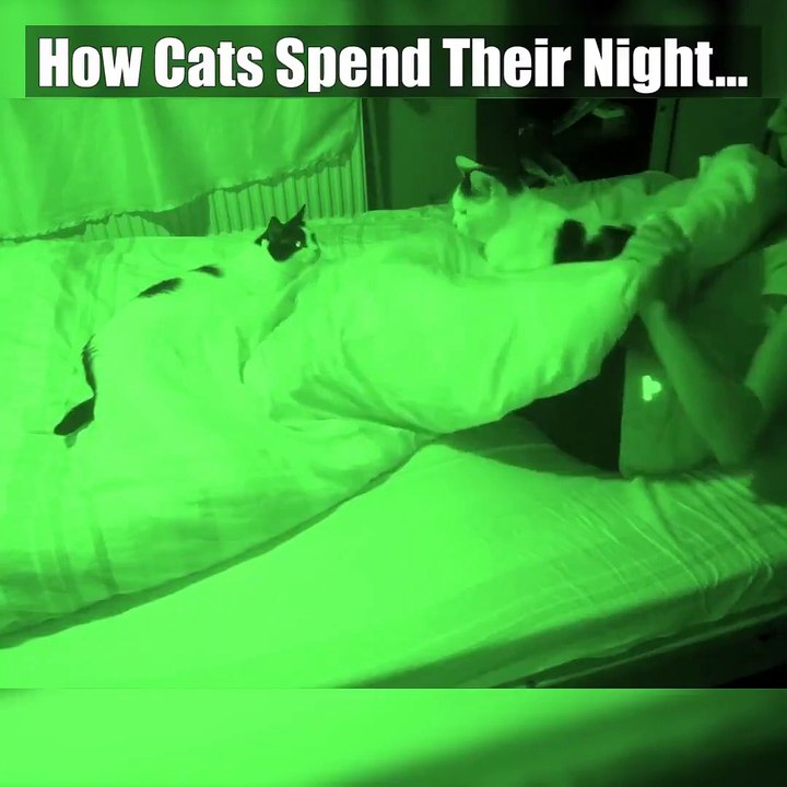 Cat owners, is anything more relatable than this?  #NationalPetDayIf you're thinking about getting a feline all your own, cat owners will definitely tell you