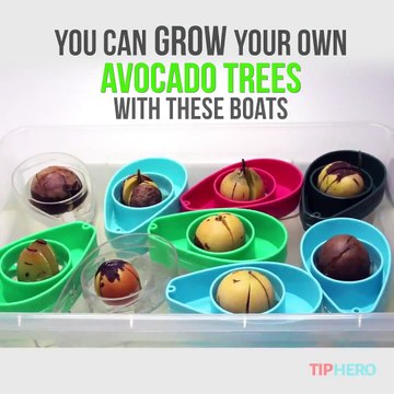 Here's how to grow your own avocados at home! #sponsored by AvoSeedo - Grow your own Avocado TreePurchase here: amzn.to/2qdviWRLearn More: