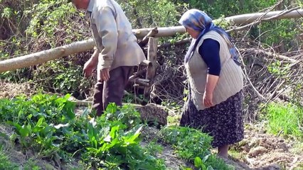 Patates dikimi ve ovada sabah kahvaltısı