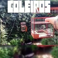 46 Coleiros Argentinos maquina de canto