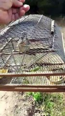 44 Trinca Ferro paraguaio maquina no mato