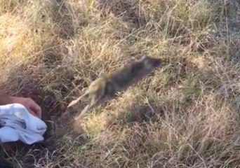 Captured Bandicoot Can't Wait to Get Out of Dodge