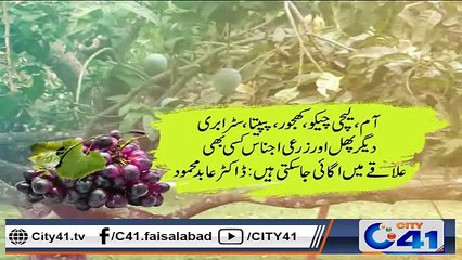 اب پہاڑی پھلوں کی کاشت ہوگی فیصل آباد میں