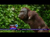 Rehabilitasi Orangutan Yang Cacat Fisik Di Palangka Raya NET24