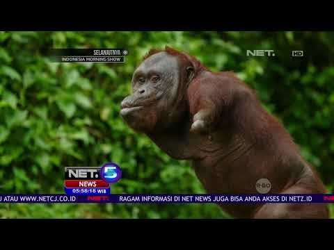 Rehabilitasi Orangutan Yang Cacat Fisik Di Palangka Raya NET5