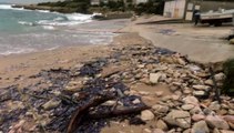 Invasion de vélelles sur les plages de la Côte Bleue