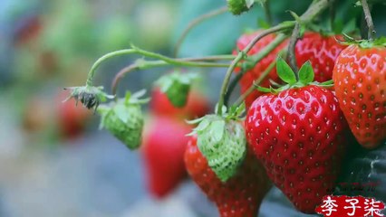 Foods girl - Make Strawberry vine by hot girl - おいしいイチゴのワインを作る