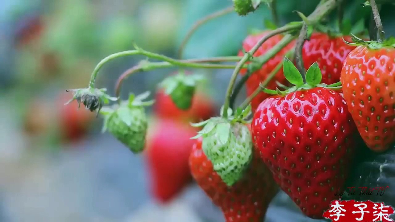 Foods girl - Make Strawberry vine by hot girl - おいしいイチゴのワインを作る