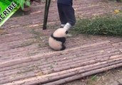 Adorable Panda Cub Is Very Attached to Its Keeper