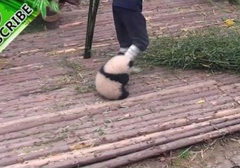 Adorable Panda Cub Is Very Attached to Its Keeper