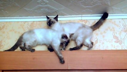 Deux chats essaient d'avancer sur un chemin très étroits