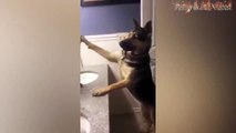 Funny Cats And Dogs: Funny Cats vs Dogs - Funny Animals Compilation ...