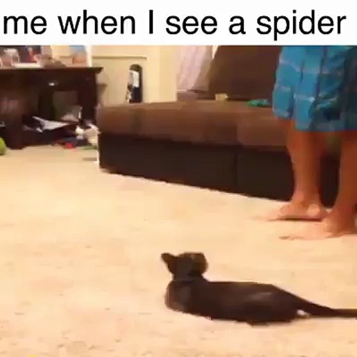 OMG,  cat freaks out when he saw a spider