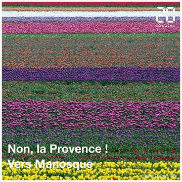 Les tulipes sont en fleurs en Provence. Un spectacle de printemps