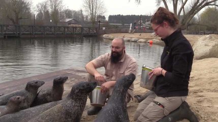 Rencontre avec les phoques de Pairi Daiza​