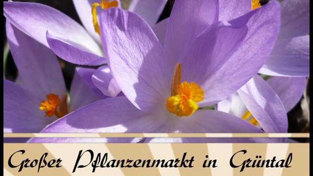 TIPP: Gärtnerfest und großer Pflanzenmarkt in Grüntal