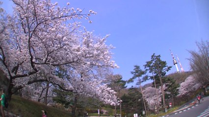 주말 비바람에 쌀쌀...막바지 벚꽃 볼 수 있나? / YTN