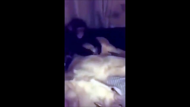 Ce singe est un gros dur. Regardez ce qu'il fait au lion...
