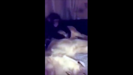 Ce singe est un gros dur. Regardez ce qu'il fait au lion...