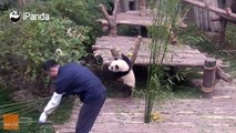 Adorable Panda Cub Is Very Attached to Its Keeper