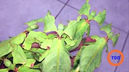 Des feuilles qui bougent ?