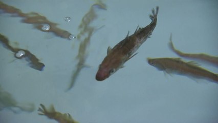 "명태가 돌아왔다" 강원도 고성 앞바다 2백마리 잡혀 / YTN