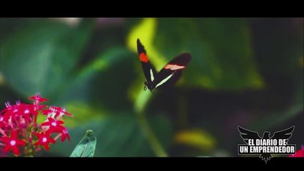 Mirar Este Vídeo Te Ayudara A Cambiar Tu Vida - Vídeo De Motivación