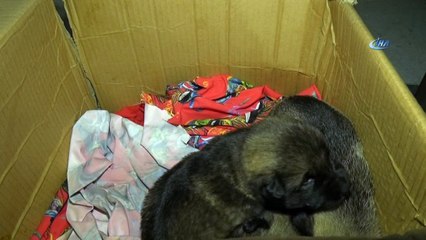Annesiz kalan yavru köpeklere zabıta şefkati